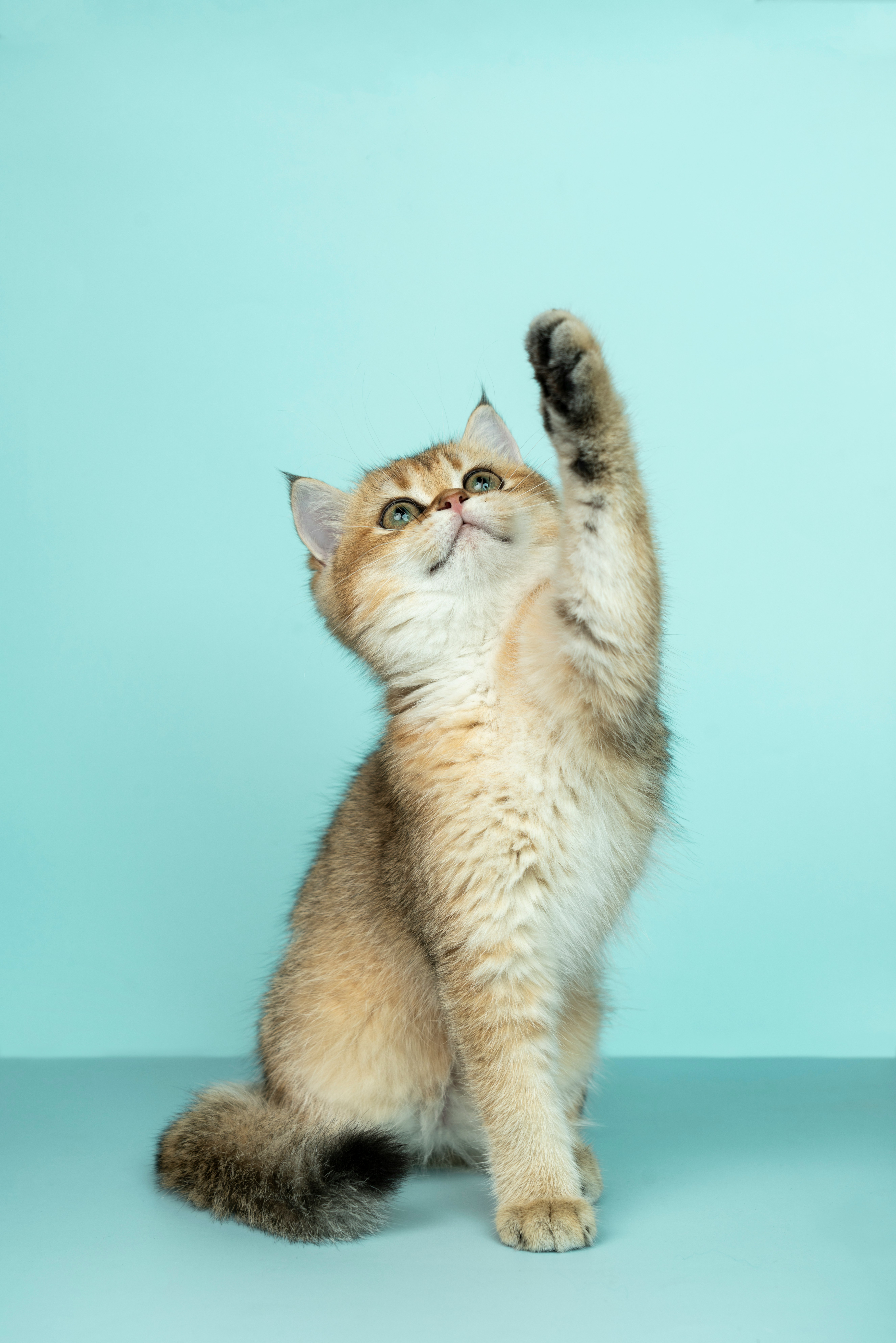 katze