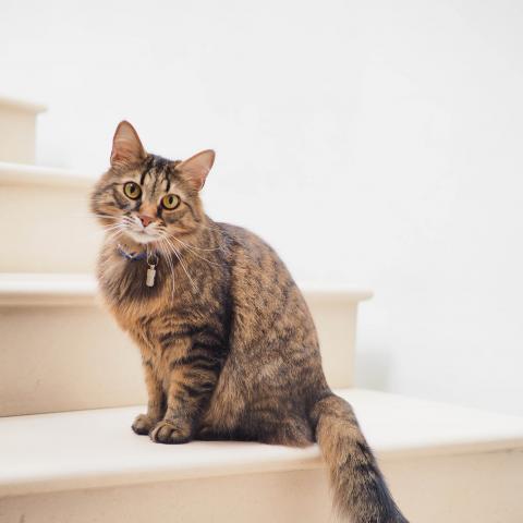 katze