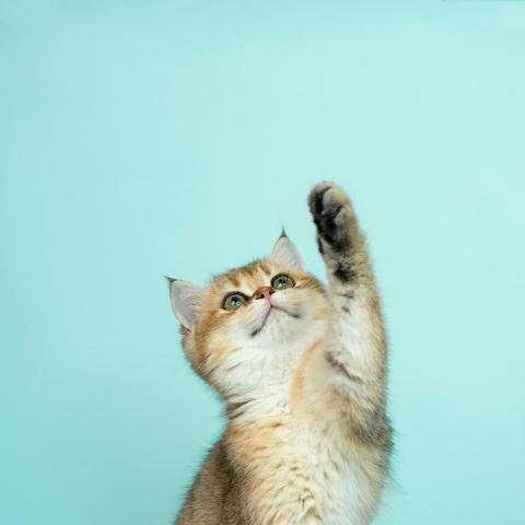 katze