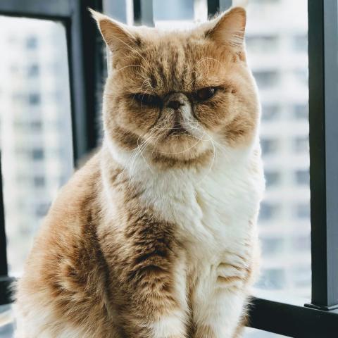 katze