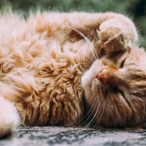 katze