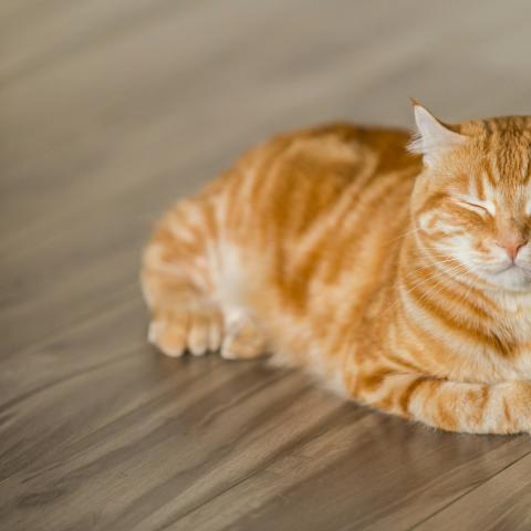 katze