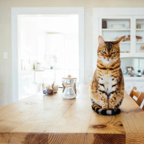 katze