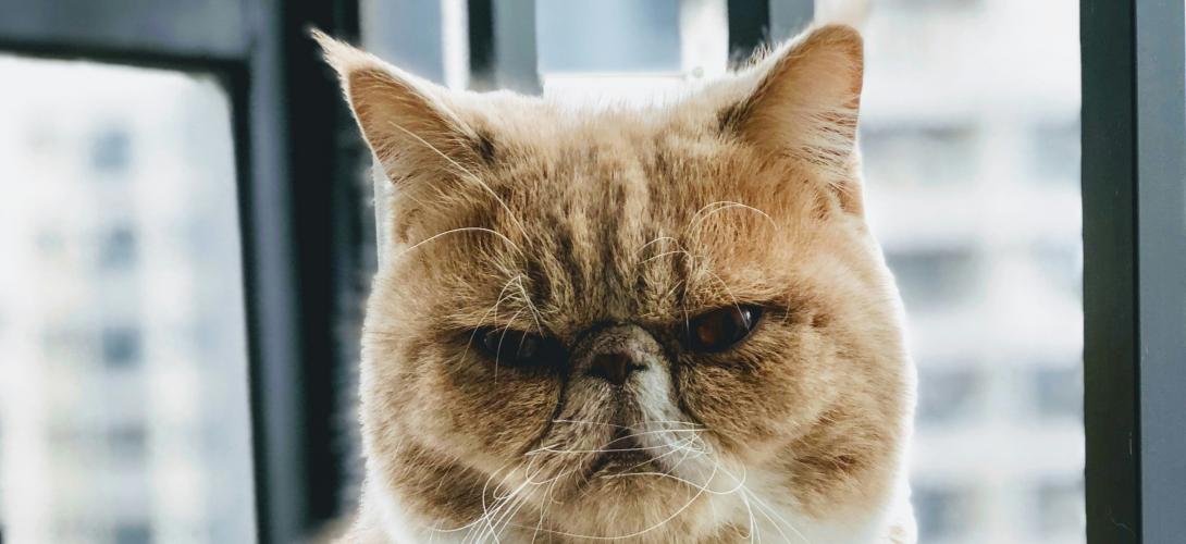 katze