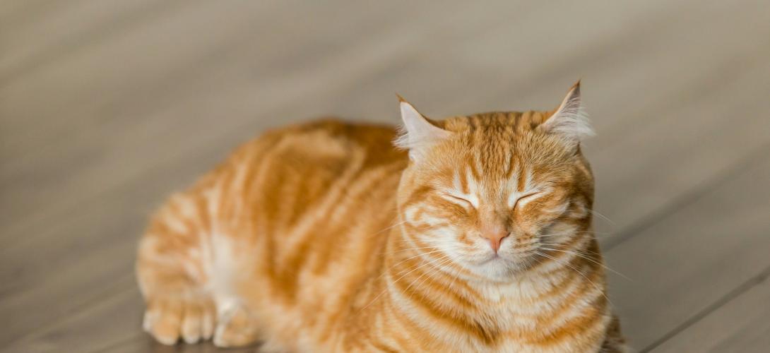 katze