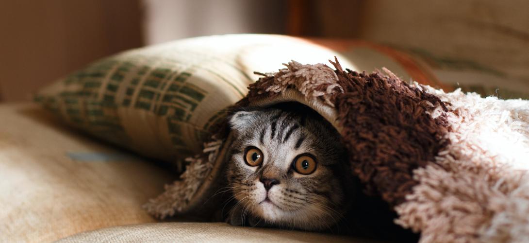 katze